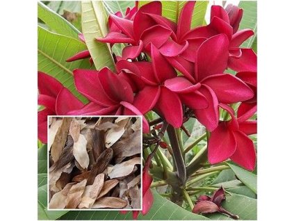 plumeria Red Tourmaline 1