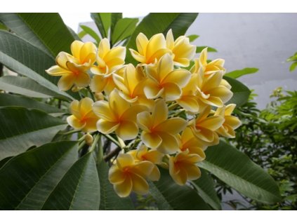 plumeria Bali Hai Gold1