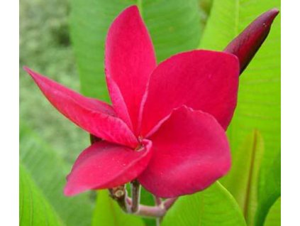 plumeria tahitian red