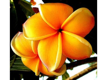 plumeria mango