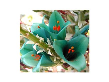 puya