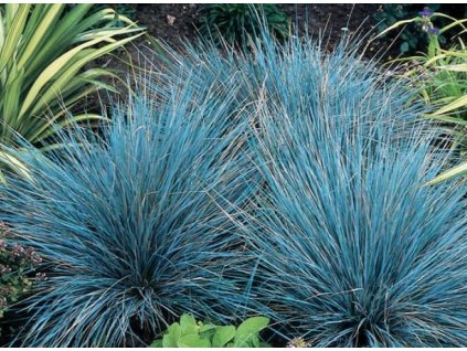 festucaglauca