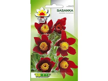 sasanka červená