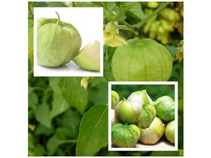 tomatiloverge