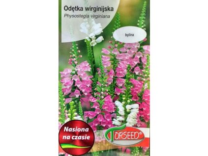 retezovkaPhysostegiaVirginianaMix