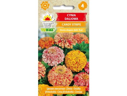 OstalkaJirinkokvetaCandyStripe1