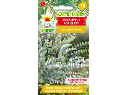 eukaliptus popielaty f