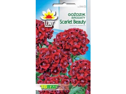 Gozdzik brodaty Scarlet Beauty PIEKNY NASIONA