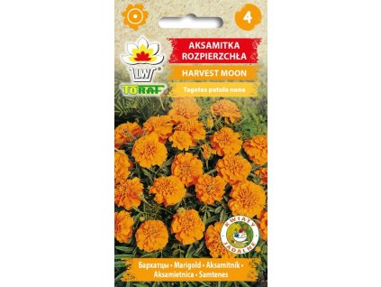 aksamitka rozpierzchla harvest moon pomaranczowa