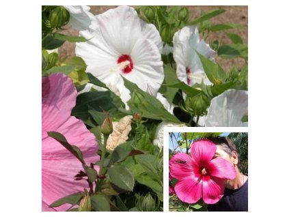 ibisek bahenni HIBISCUS MOSCHEUTOS