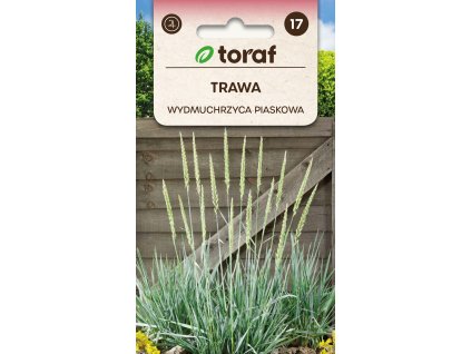 JEČMENICE PÍSEČNÁ – MODRÁ OKRASNÁ TRÁVA (LEYMUS ARENARIUS)