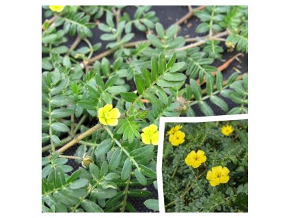 Kotvičník zemní (Tribulus terrestris) – semena oblíbené léčivé byliny