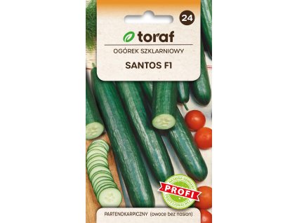 OKURKA SALÁTOVÁ SANTOS F1 (partenokarpická)