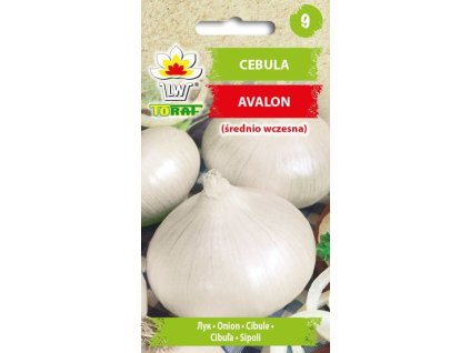 BÍLÁ CIBULE AVALON