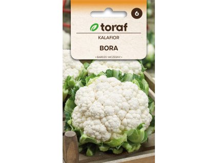 KVĚTÁK BORA, velmi raný