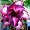 ADENIUM OBESUM VIOLETCITY /5 semen/