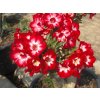 ADENIUM OBESUM AEKMONGKOL /5 semen/