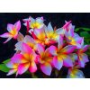 PLUMERIA RUBRA ROUGLINE /5 SEMEN/