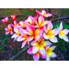 PLUMERIA RUBRA CHANTRA /5 SEMEN/