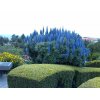 Hadinec-Echium Fastuosum /20semen/