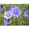 LEN VYTRVALÝ MODRÝ-Linum perenne/900 semen/