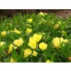 PUPALKA MISSOURSKÁ-Oenothera missouriensis/55 SEMEN/