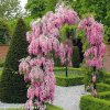 Vistárie čínská RŮŽOVÁ- Wisteria floribunda rosea /3 SEMENA/