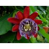 Mučenka obrovská -PASSIFLORA QUADRANGULARIS/5 SEMEN/