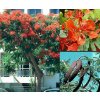 Delonix královská -Delonix regia/5 SEMEN/