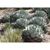 AGAVE PARRYI /10 SEMEN/