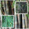 bambus zelezny