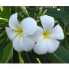 plumeria Snow White