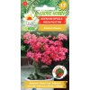 adenium opasle roza pustyni f