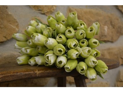 CERINO Umělá květina Tulipán 45cm, voskový, bílozelený 1ks