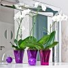 Don-plast květináč na orchidei slim výška 16,5cm fialová transparentní
