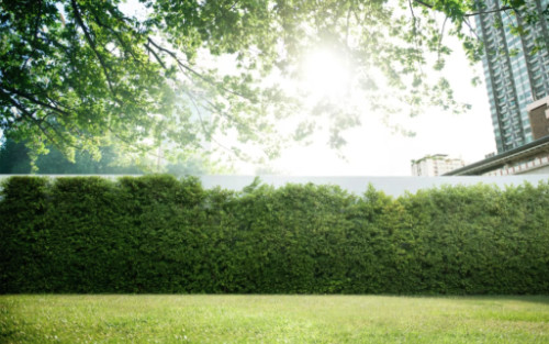 Co vysadit před betonový plot