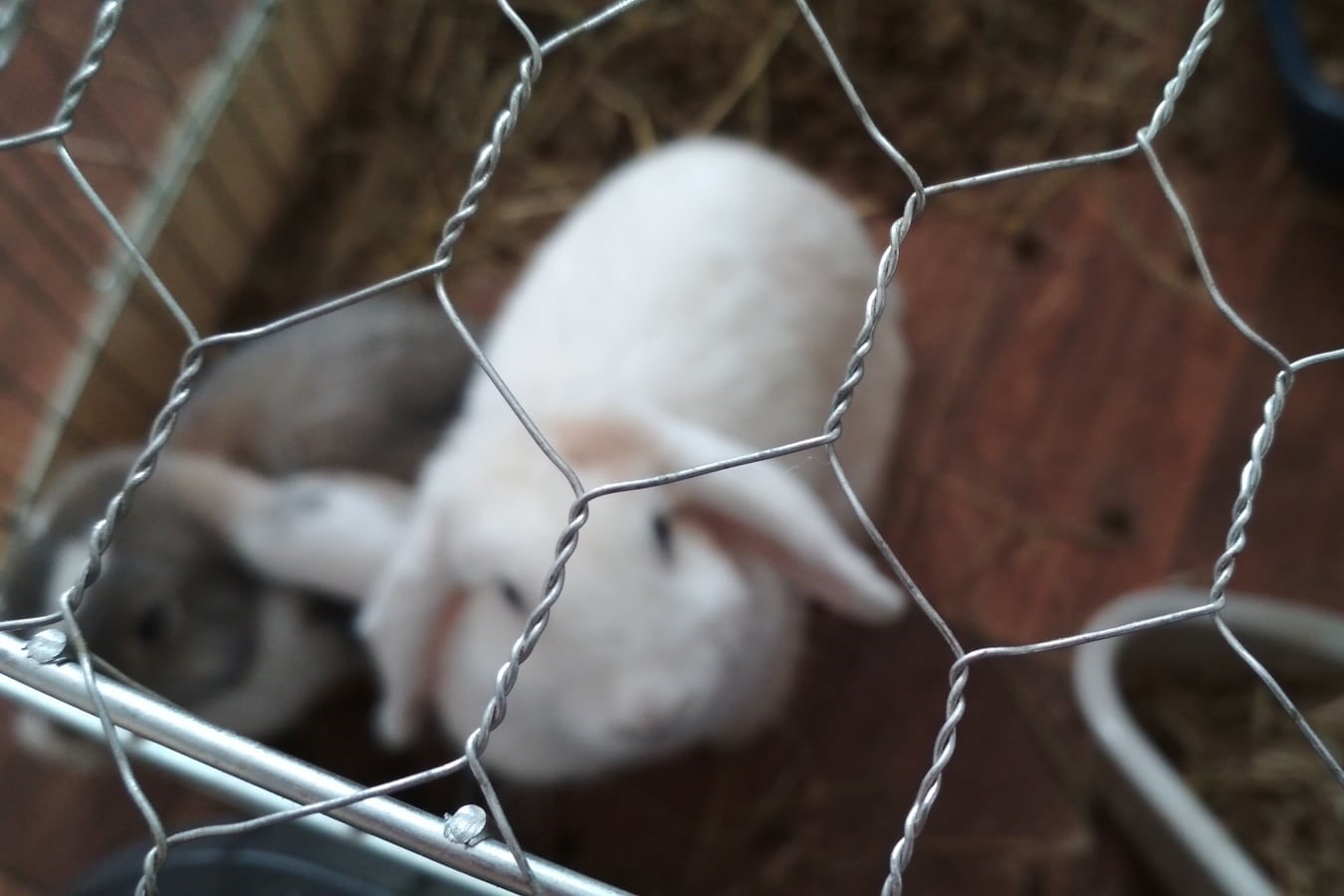 Oplocení pro zvířata