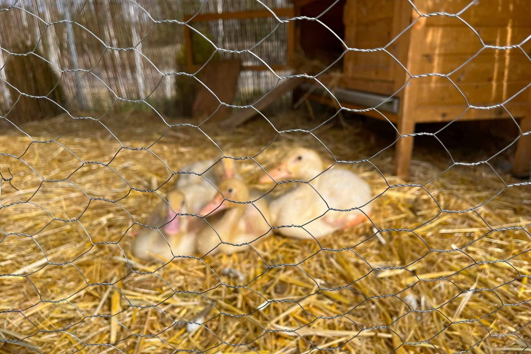 Králičí pletivo pro slepice – Ploty Dobrý