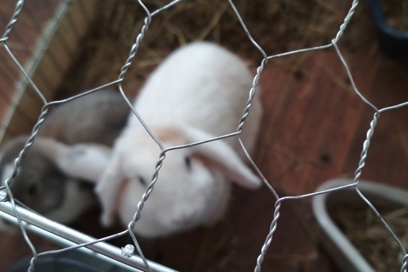 Králičí pletivo pro slepice – Ploty Dobrý