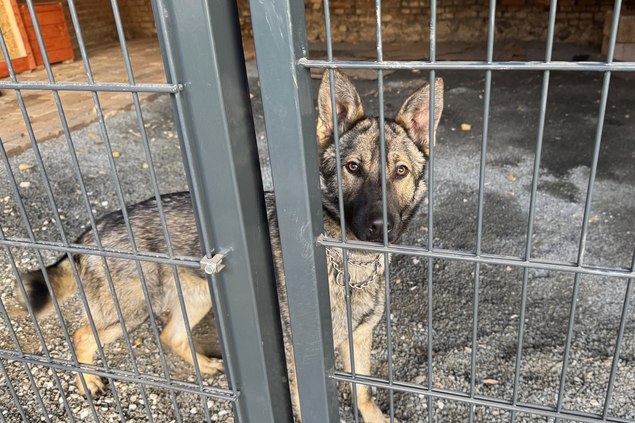 Plotové panely vhodné pro psy – Ploty Dobrý