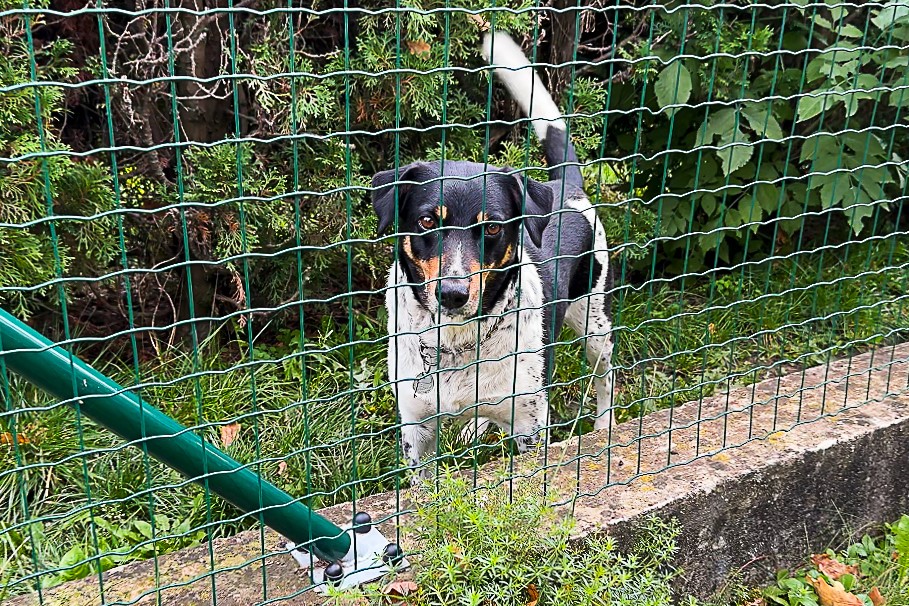 Svařované pletivo vhodné pro psy – Ploty Dobrý