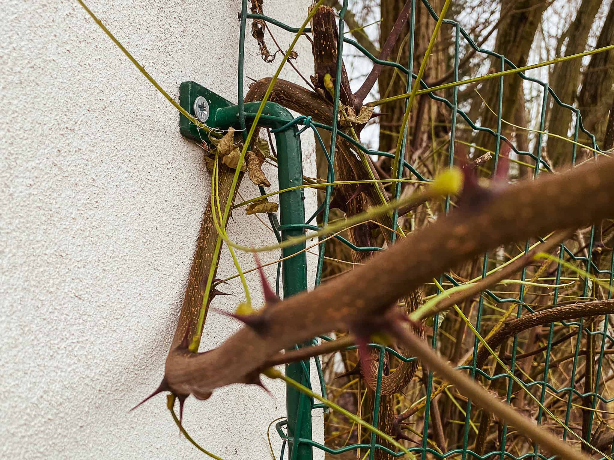 IMG_0388