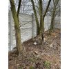 Realizace – betonový plot | Chocenice
