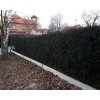 Podhrabové betonové desky pod plot 20 cm vysoké, 3 metry dlouhé
