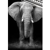 Bavlnene povleceni Slon Africky detail