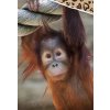 Bavlnene povleceni Opice Orangutan detail