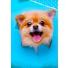 Bevlnene povleceni Pes Pomeranian detail