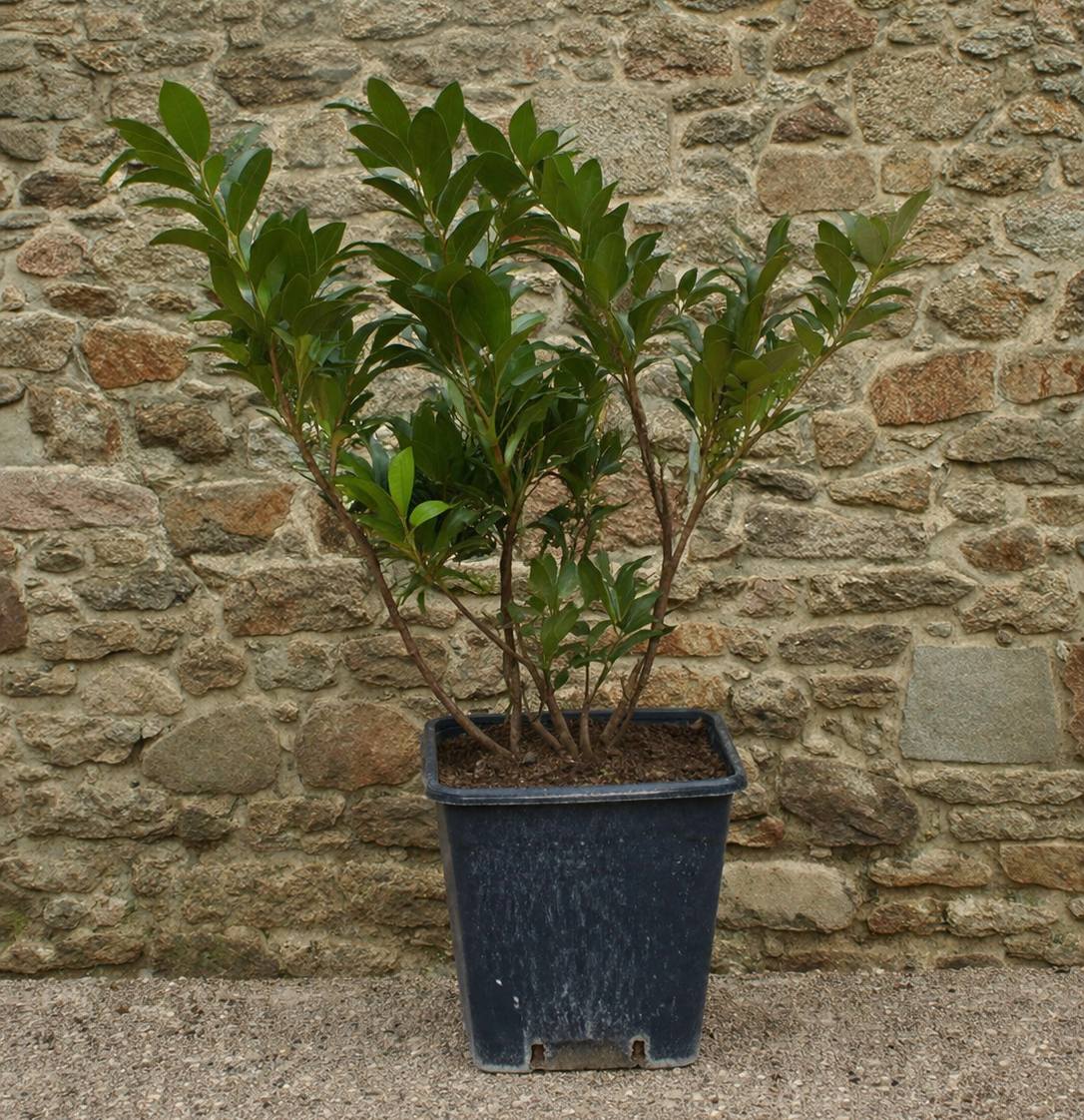 Bobkovišeň Lékařská – vše o pěstování, růstu a využití na živý plot