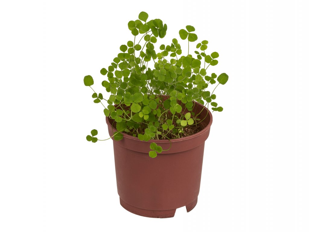 vypestuj si ctyrlistek kvetinacek 6