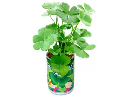 1122 vypestuj si ctyrlistek v plechovce 1